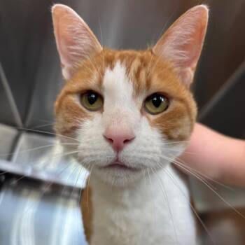 Domestic Short Hair Cats Available for Adoption in Asheville, North Carolina - Buck | PetCurious