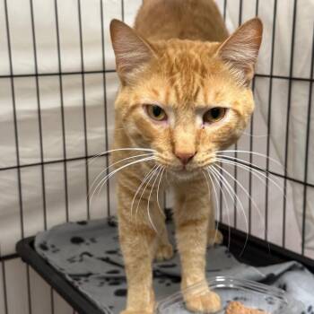 Cheerio -  Domestic Short Hair Cat for Adoption in Normal, Illinois - Cheerio | PetCurious