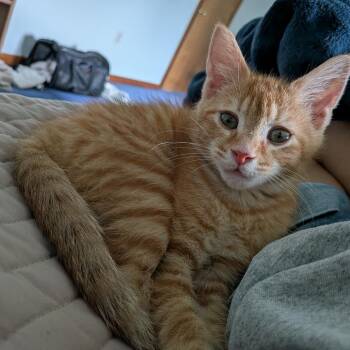 Sneijder -  Domestic Short Hair Cat for Adoption in Harrisonburg, Virginia - Sneijder | PetCurious