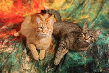 Mullroy & Murtogg -  Domestic Short Hair Cat for Adoption in New Prague, Minnesota - Mullroy & Murtogg | PetCurious