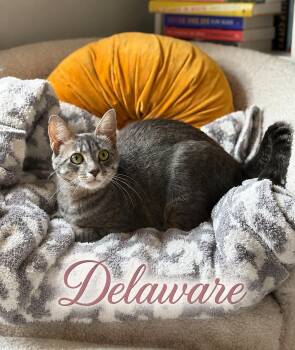 Delaware — Sweet, Spunky & Full of Personality -  Tabby Cat for Adoption in Laurel, Maryland - Delaware — Sweet, Spunky & Full Of Personality | PetCurious