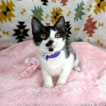 Davina -  Domestic Short Hair Cat for Adoption in Tavares, Florida - Davina | PetCurious