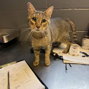 TUSC-Stray-84789_2_3_4 -  Domestic Short Hair Cat for Adoption in Tuscaloosa, Alabama - TUSC-Stray-84789_2_3_4 | PetCurious
