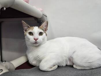 Jeri -  Domestic Short Hair Cat for Adoption in Dunkirk, New York - Jeri | PetCurious