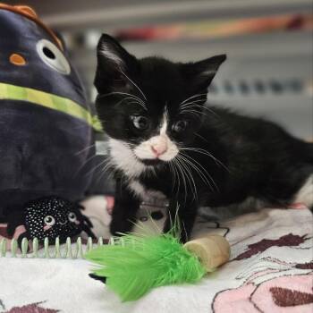 Ladybug -  Domestic Short Hair Cat for Adoption in Lynchburg, Virginia - Ladybug | PetCurious