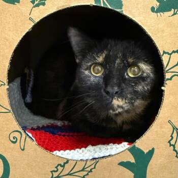 Spotty -  Domestic Short Hair Cat for Adoption in Fairport, New York - Spotty | PetCurious