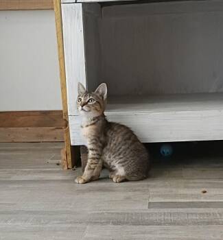 Tater Tot -  Tabby and Calico Cat for Adoption in Plumerville, Arkansas - Tater Tot | PetCurious