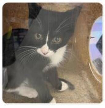 Ivy Q -  Domestic Short Hair Cat for Adoption in West Chester, Pennsylvania - Ivy Q | PetCurious