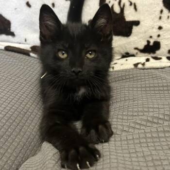 Bryce -  Domestic Short Hair Cat for Adoption in Buffalo, Minnesota - Bryce | PetCurious