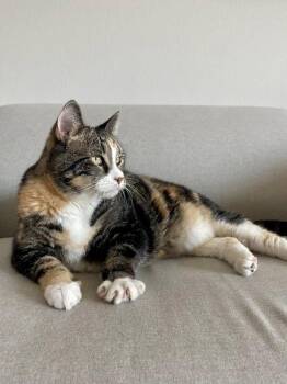 Rescue Calico Cats for Adoption in Eglin Air Force Base, Florida - Anna | PetCurious