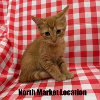 Playstation -  Domestic Short Hair Cat for Adoption in Raleigh, North Carolina - Playstation | PetCurious