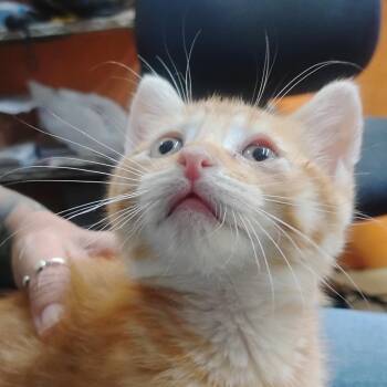 Fables and Folktales 19 -  Domestic Short Hair Cat for Adoption in Austin, Texas - Fables And Folktales 19 | PetCurious