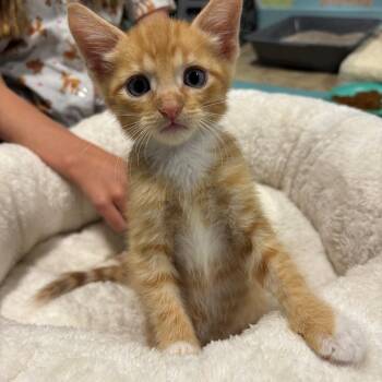 Cheddar Miehe -  Domestic Short Hair and Tabby Cat for Adoption in Morrison, Colorado - Cheddar Miehe | PetCurious