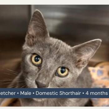 Fletcher -  Domestic Short Hair Cat for Adoption in San Antonio, Texas - Fletcher | PetCurious