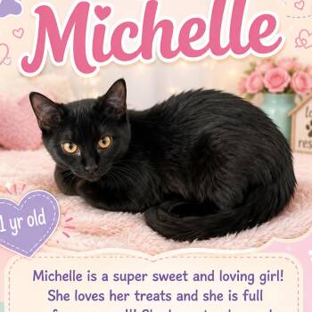 Michelle -  Domestic Short Hair and Mixed Breed Cat for Adoption in Klamath Falls, Oregon - Michelle | PetCurious