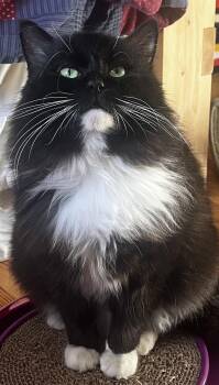 Domestic Long Hair Cats Available for Adoption - Tuxie McFluff | PetCurious