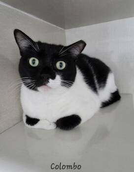 Rescue Domestic Short Hair Cats for Adoption in Key Largo, Florida - Columbo | PetCurious