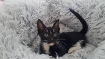 purrfection -  Domestic Short Hair and Tuxedo Cat for Adoption in Margate, Florida - Purrfection | PetCurious