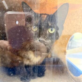 Domestic Short Hair Cats Available for Adoption - Spice | PetCurious