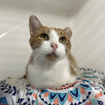 Rescue Domestic Short Hair Cats for Adoption in Chicago, Illinois - Bombarda | PetCurious