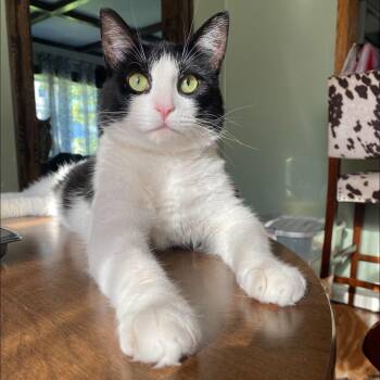 Bob -  Domestic Short Hair Cat for Adoption in Dubois, Pennsylvania - Bob | PetCurious