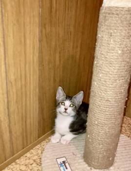 Tiger Bear Bink -  Domestic Short Hair and Tabby Cat for Adoption in Chandler, Arizona - Tiger Bear Bink | PetCurious