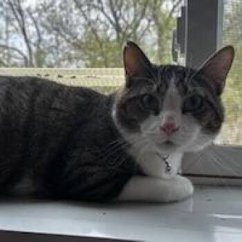 Domestic Short Hair Cats Available for Adoption in Grinnell, Iowa - Dexter | PetCurious