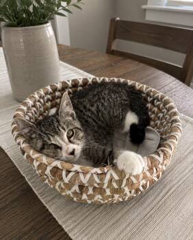 American Shorthair Cats Available for Adoption in Homestead, Florida - Lullaby | PetCurious