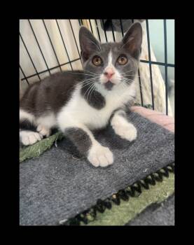 Domestic Short Hair and Russian Blue Cats Available for Adoption in Boca Raton, Florida - Dakota | PetCurious