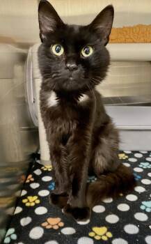 Dave -  Domestic Short Hair Cat for Adoption in Fargo, North Dakota - Dave | PetCurious