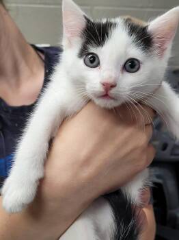 Lillian -  Domestic Short Hair Cat for Adoption in Hopkinsville, Kentucky - Lillian | PetCurious