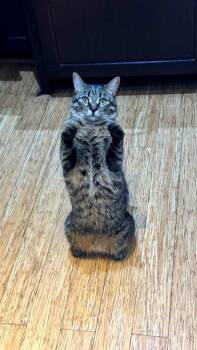 Poppy -  Domestic Short Hair Cat for Adoption in Brantford, Ontario - Poppy | PetCurious