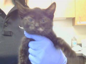 ROLLY -  Domestic Short Hair Cat for Adoption in Sacramento, California - ROLLY | PetCurious