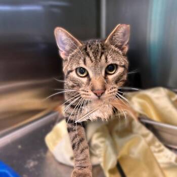 Mr. Berns -  Domestic Short Hair Cat for Adoption in Davenport, Iowa - Mr. Berns | PetCurious