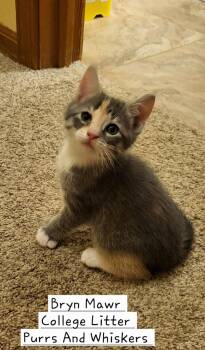 Domestic Short Hair Cats Available for Adoption in New Hartford, New York - Bryn Mawr | PetCurious