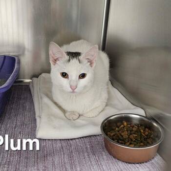 Domestic Short Hair Cats Available for Adoption - Plum | PetCurious