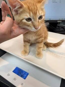 Domestic Short Hair Cats Available for Adoption in Memphis, Tennessee - Yosemite | PetCurious