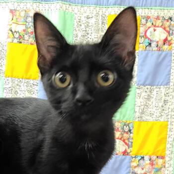 Honey -  Domestic Short Hair Cat for Adoption in Hemet, California - Honey | PetCurious