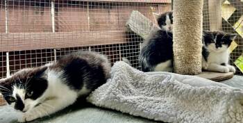 Domino -  Domestic Short Hair Cat for Adoption in Franklin, West Virginia - Domino | PetCurious