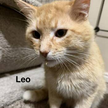 Domestic Short Hair Cats Available for Adoption in Eagle Mountain, Utah - Leo Carver | PetCurious