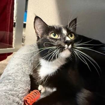 Domestic Short Hair Cats Available for Adoption in Washougal, Washington - Stash | PetCurious