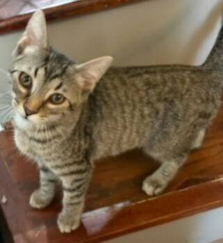 KITTEN CLAIRE -  Tabby Cat for Adoption in Franklin, Tennessee - KITTEN CLAIRE | PetCurious