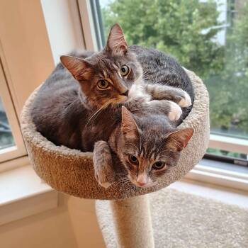 Rescue Domestic Short Hair Cats for Adoption in Florham Park, New Jersey - Sky & Vega | PetCurious