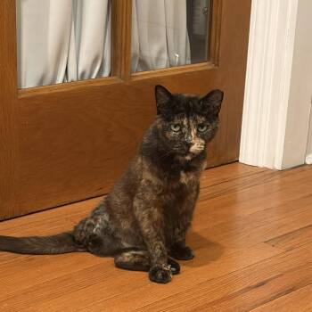 Eileen -  Domestic Short Hair Cat for Adoption in La Grange, Kentucky - Eileen | PetCurious