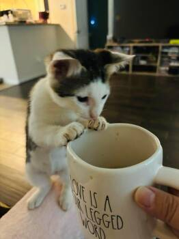 Rescue Turkish Van Cats for Adoption in Liverpool, Texas - Pedro | PetCurious