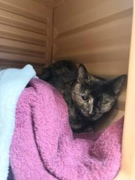 Miss Marple -  Domestic Short Hair Cat for Adoption in Savannah, Georgia - Miss Marple | PetCurious