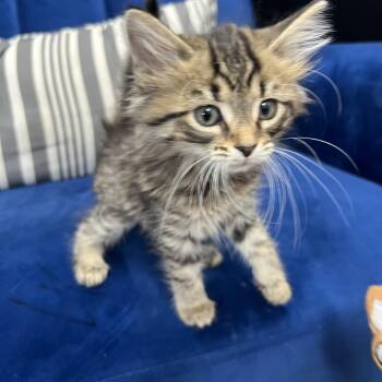 Domestic Medium Hair Cats Available for Adoption in Hartford, Kentucky - Josie | PetCurious