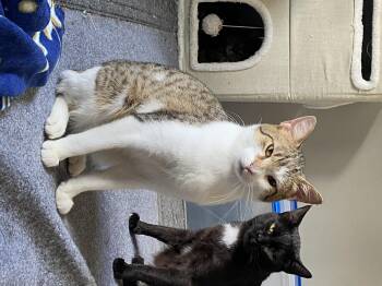 Rescue Domestic Short Hair Cats for Adoption in Kenosha, Wisconsin - Hugo | PetCurious