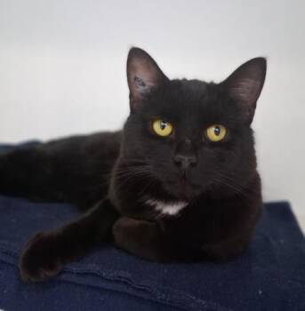 Domestic Short Hair Cats Available for Adoption in Courtenay, British Columbia - Seamus | PetCurious