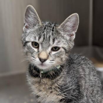 Sweets -  Domestic Short Hair Cat for Adoption in Seattle, Washington - Sweets | PetCurious